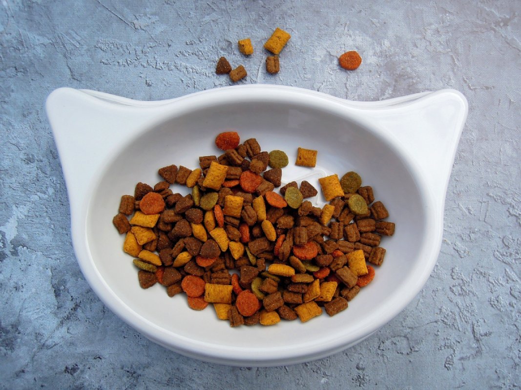 Sustainable Pet Food Options