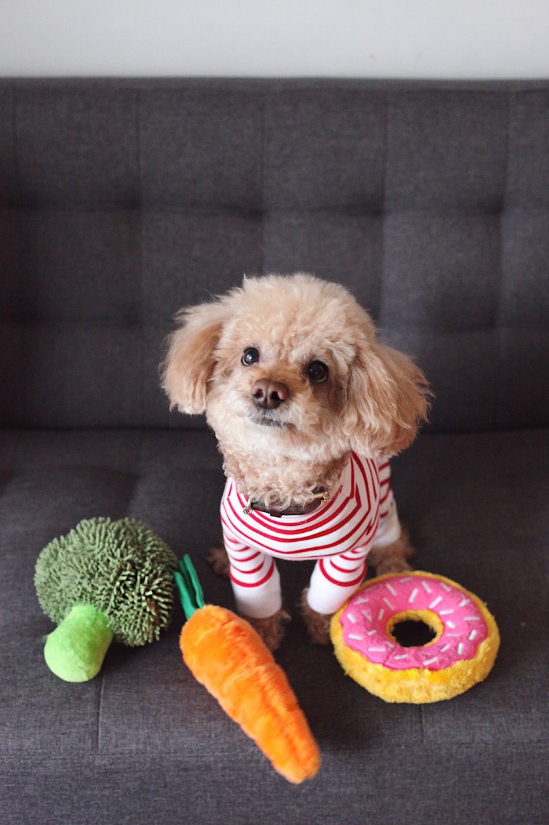 Eco-Friendly Pet Supplies