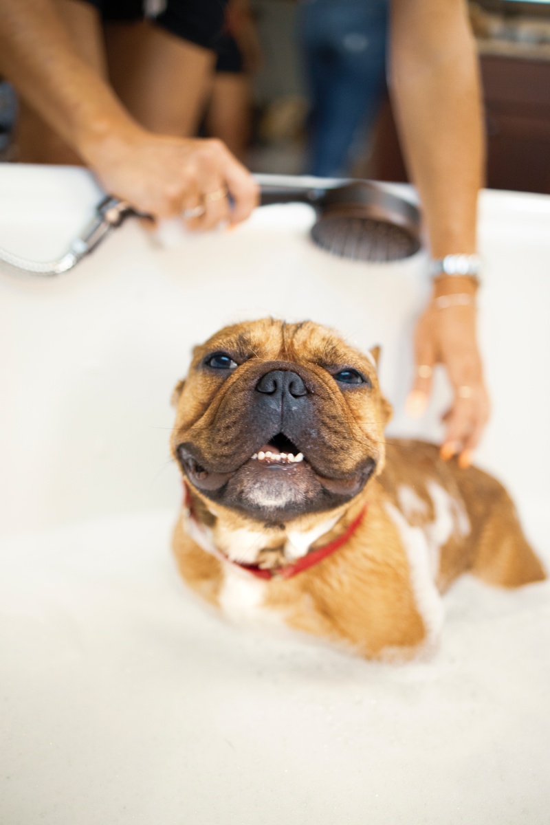 Natural Pet Grooming
