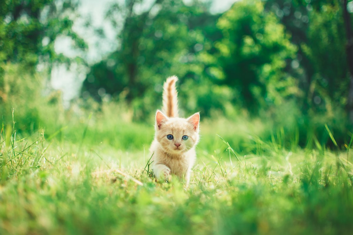 Green Pet Waste Management