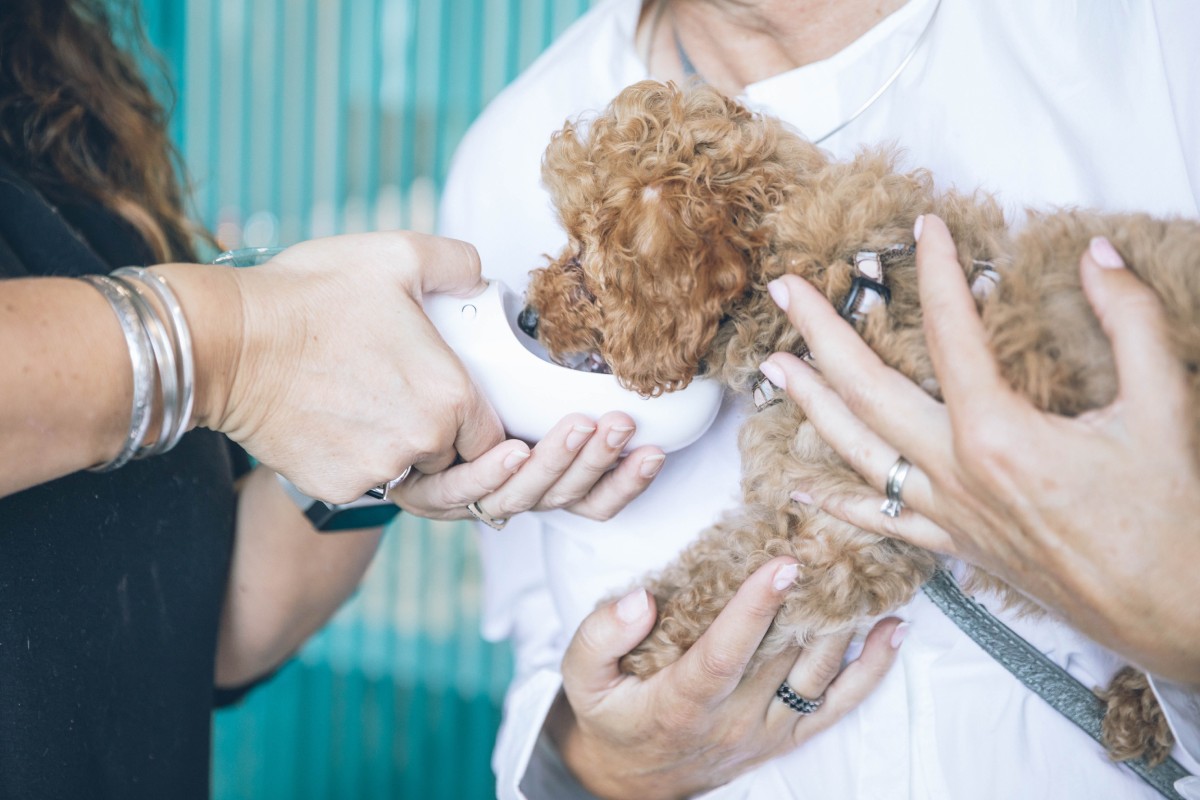 Educating Others About Eco-Friendly Pet Care