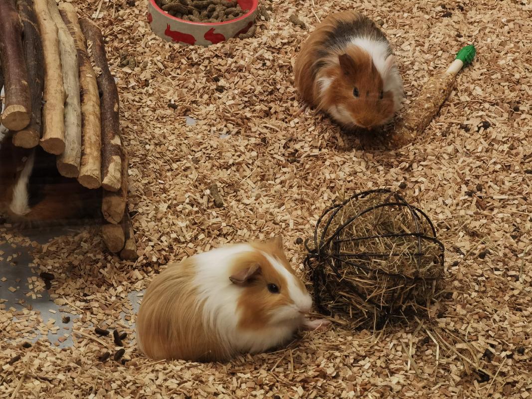 Challenges in Eco-Friendly Pet Care and How to Overcome Them