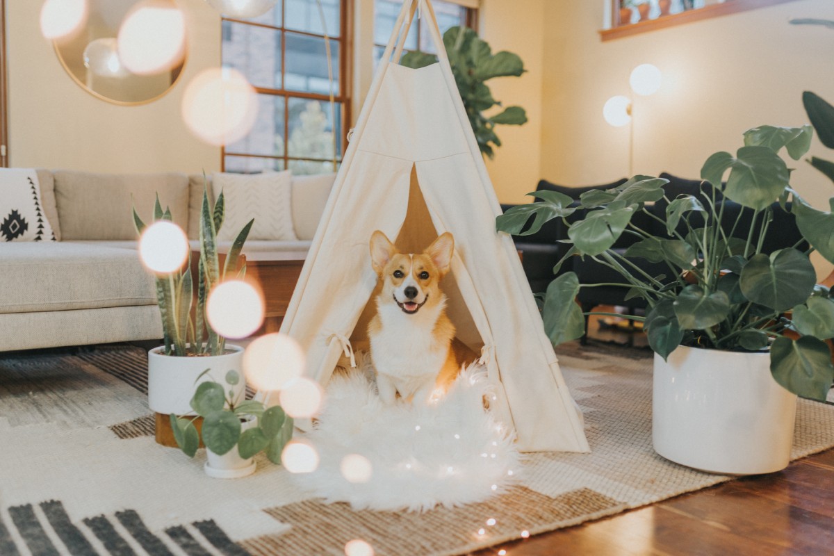 A Guide to Eco-Friendly Pet Care