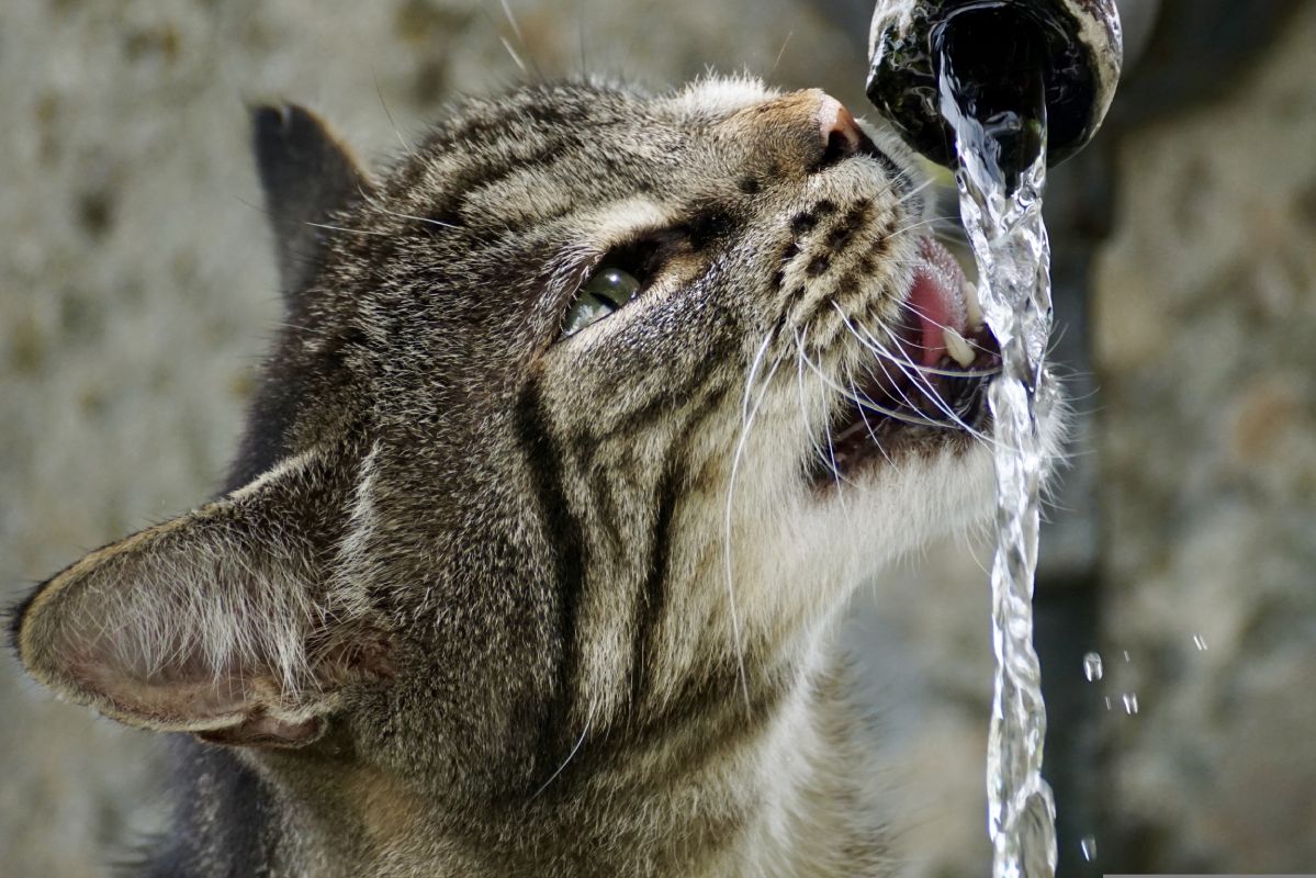 Maintenance of Sustainable Water Filters