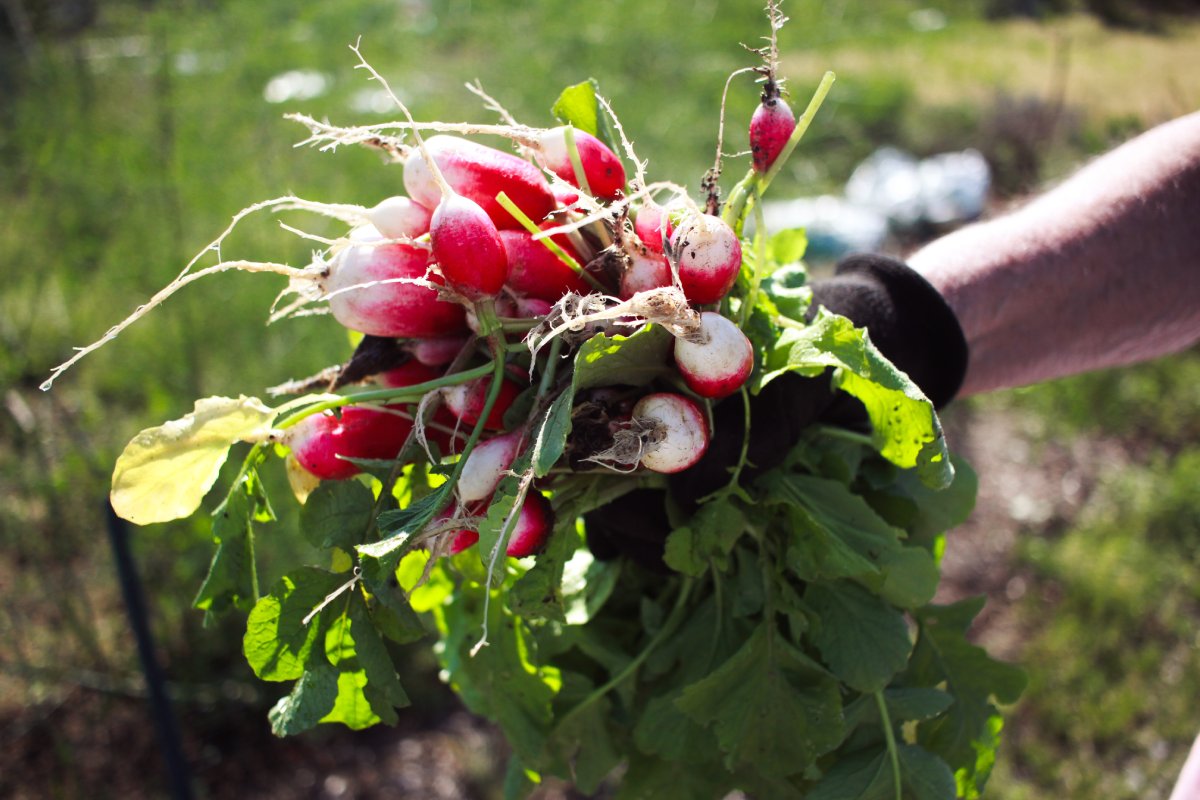 Harvesting and storing your produce