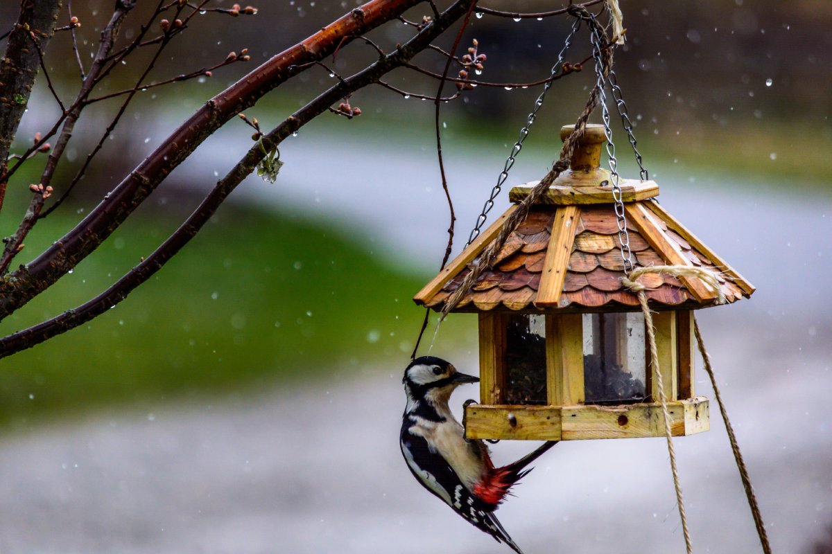 How to Encourage Wildlife into Your Garden