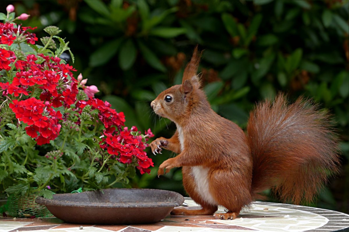 Importance of Wildlife-Friendly Gardens