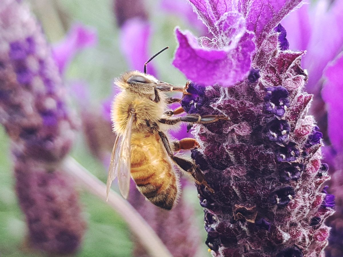 Encouraging Insect Diversity