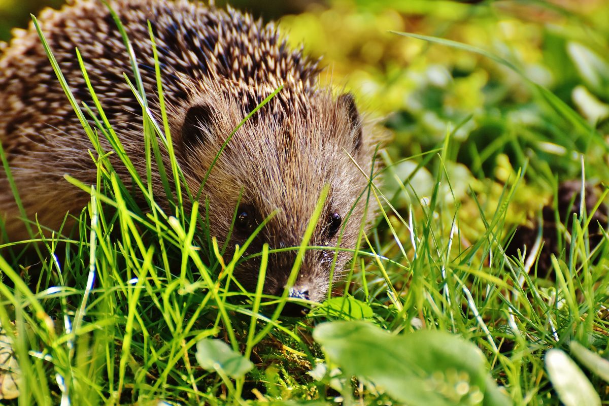 Attracting Mammals to Your Garden