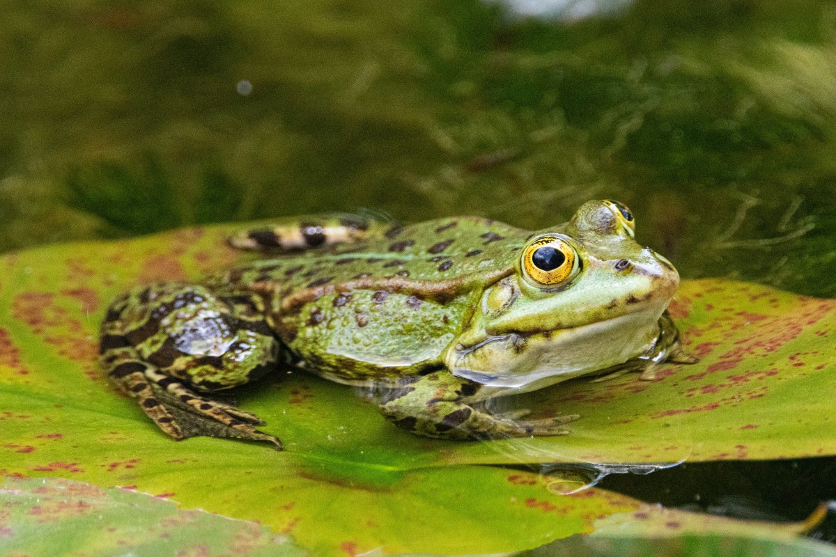 Encouraging Amphibians and Reptiles