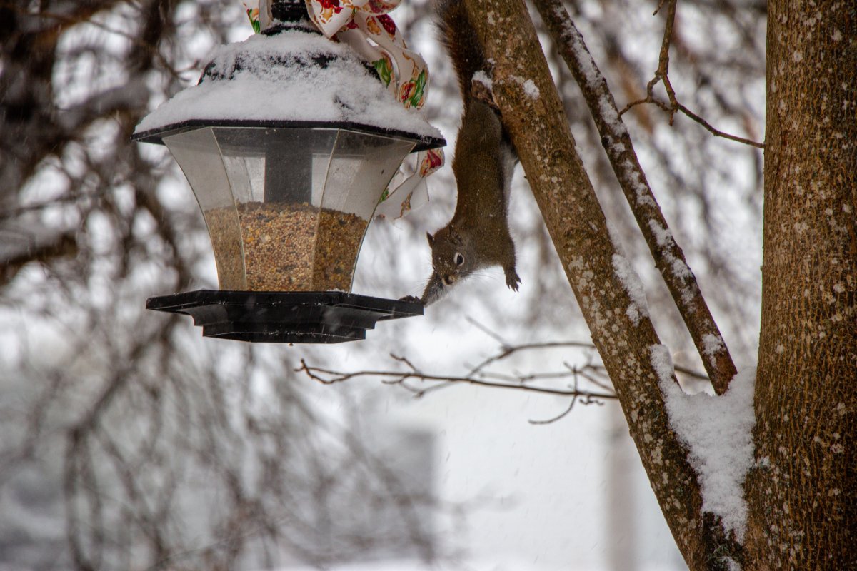 Seasonal Considerations